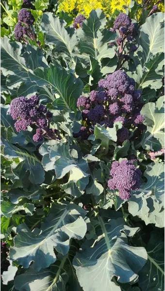 브로콜리니 재배 가지 분지 키우기 연속 수확 물 관리_13