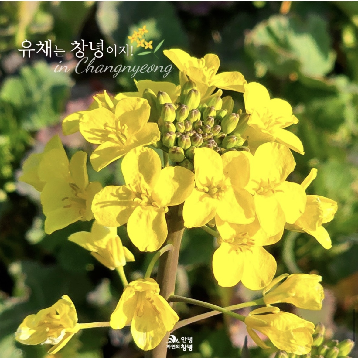 남지 유채꽃 축제 일정