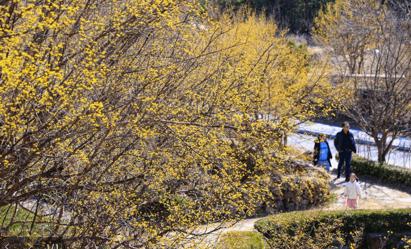 구례산수유축제