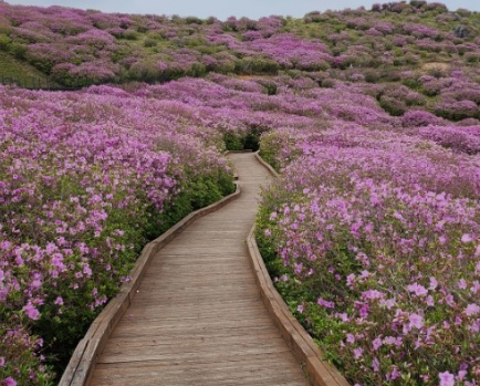 황매산철쭉축제