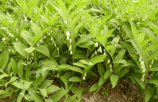 둥글레차 효과 - 6