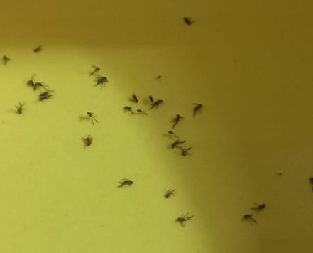 초파리 없애는 방법