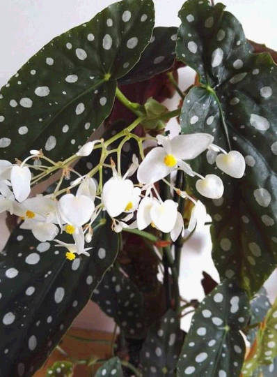 햇살 없는 집에서 키우는 베고니아 마큘라타 – 실패와 성공의 기록