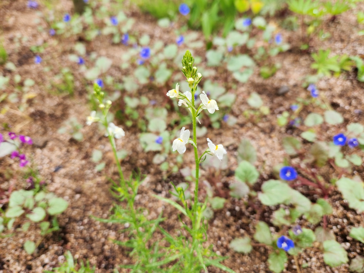 리나리아(애기금어초)