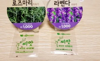 라벤더 키우기 물주기 향기관리 통풍일조 집에서도 가능한 관리_9