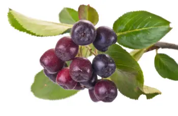 아로니아 효능 및 영양소, 먹는 방법