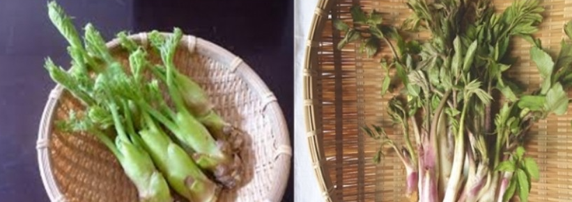 개두릅-참두릅-차이