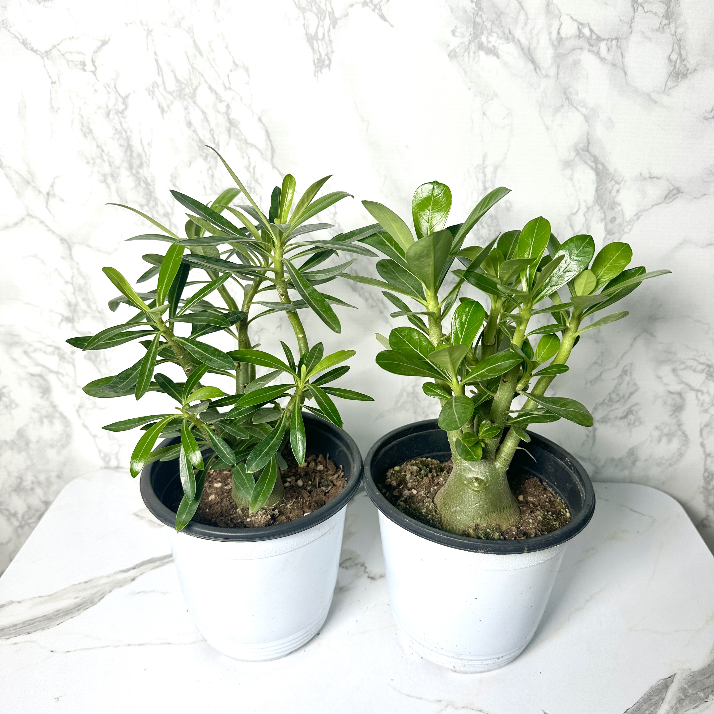 사막의장미 석화 키우기, 물주기, 인테리어식물