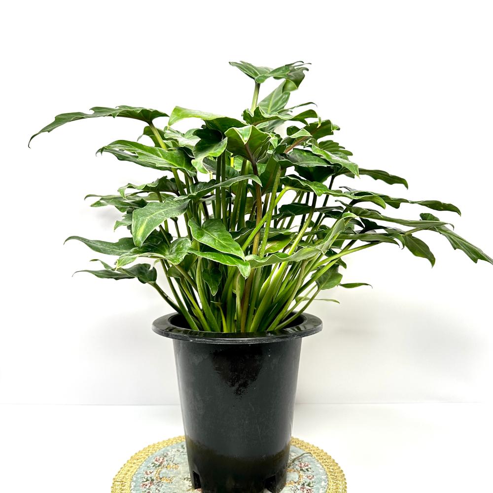 실내식물 추천 셀렘 키우는 법 물주기