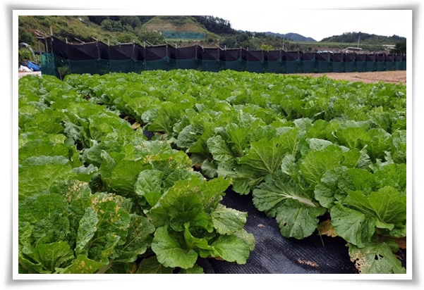 텃밭 "8월, 김장 배추 심으세요!" 올 가을 김장은 지금부터!