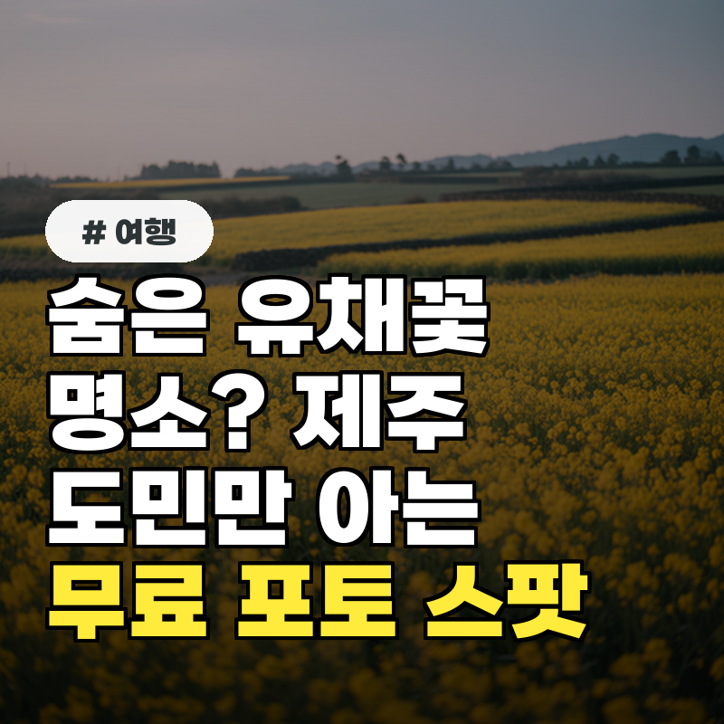 숨은 유채꽃 명소 제주도민만 아는 무료 포토 스팟 3곳