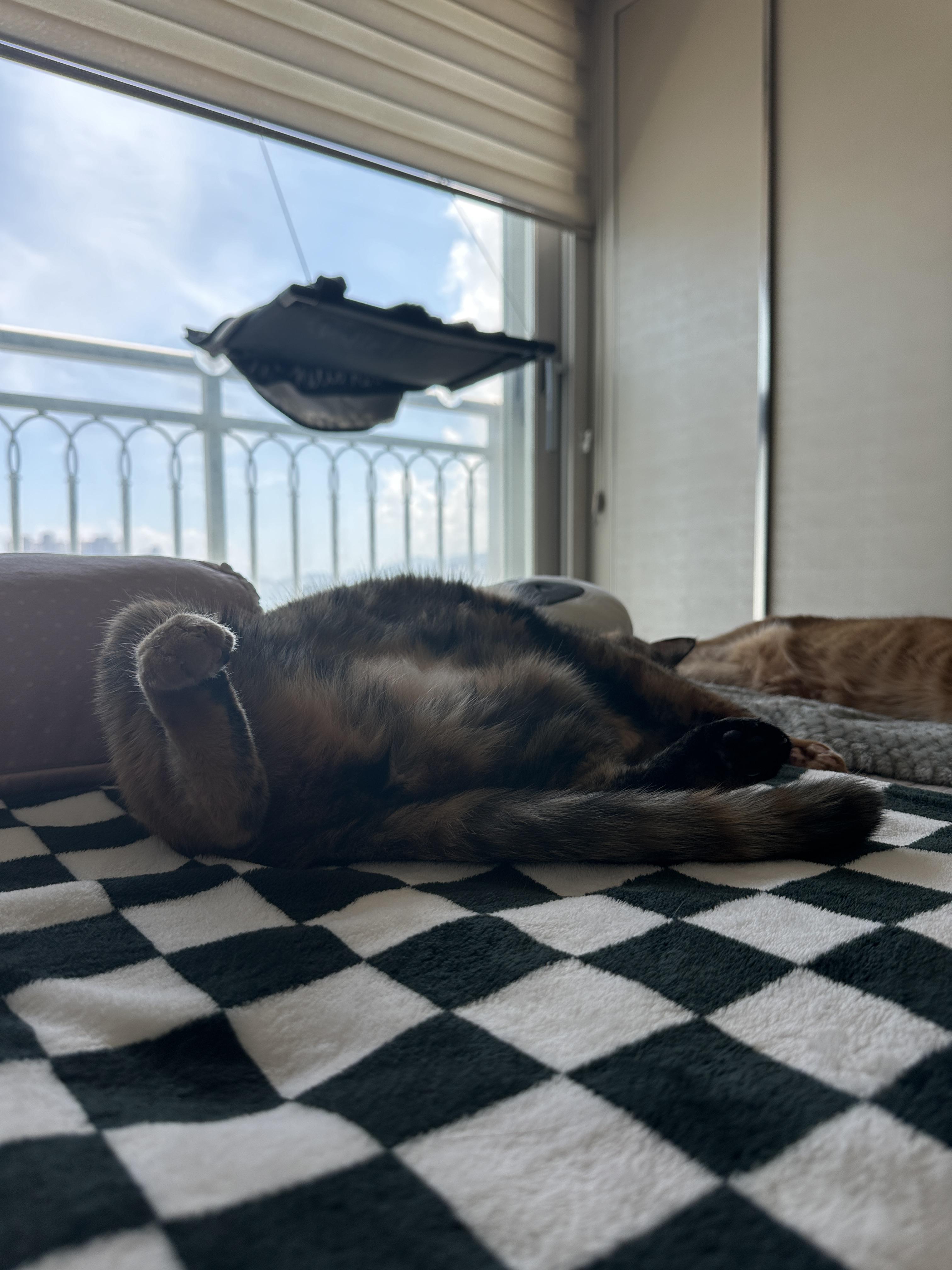 발라당_뒤집어져서_자고_있는_카오스고양이_사랑이