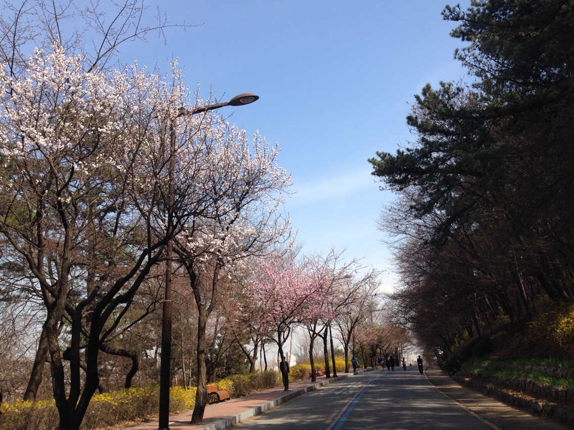 수원 벚꽃축제4
