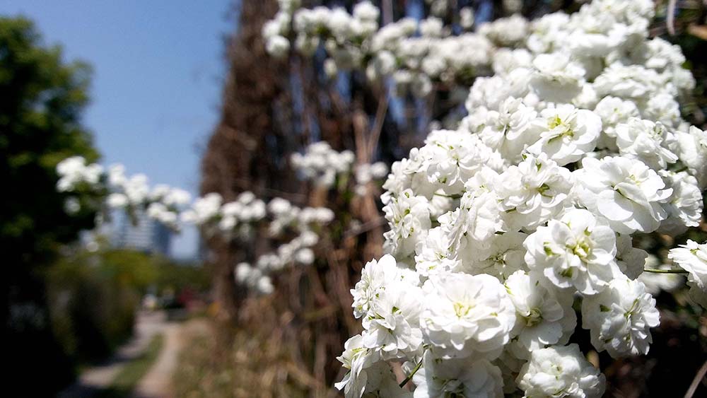 서울둘레길 4코스 대모산·우면산 장미조팝