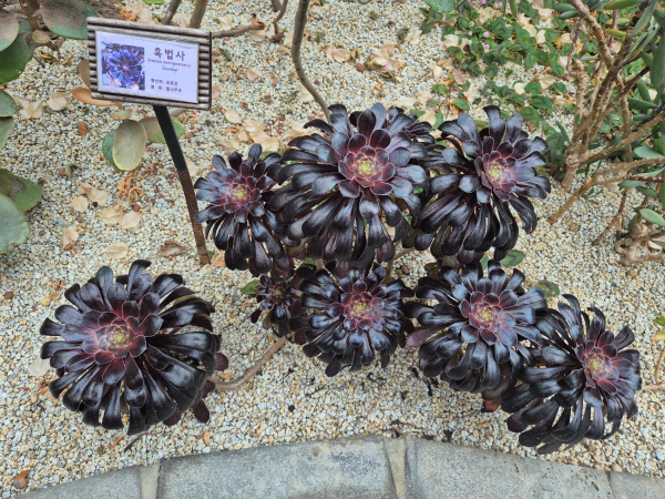 짙은 자주색의 다육식물 흑법사가 여러 개 모여있는 모습과 '흑법사' 이름표