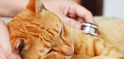 진찰대에 누워 청진기를 대고 있는 고양이.