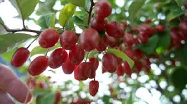 보리수 열매 먹는법