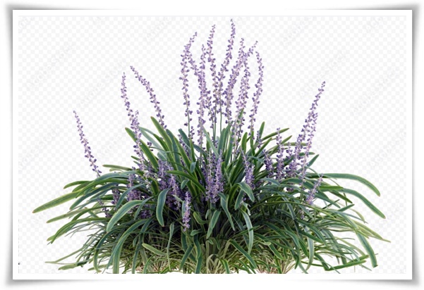 화초 &quot;맥문동&quot; 사계절 내내 우아한, 척박한 땅에서도 꽃 피우는 생명력!