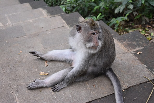 2024년 신년운세 원숭이띠 5월 운세 꽃피는 봄이왔네~