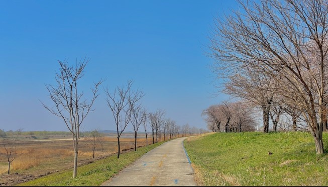만경강 벚꽃길8