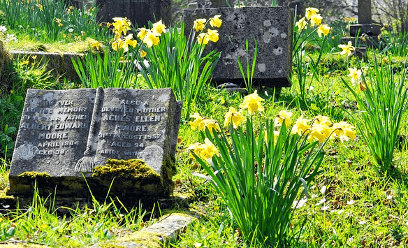 무덤가에 네모난 돌판 묘비가 있고, 노란 수선화가 가득 피어있다.