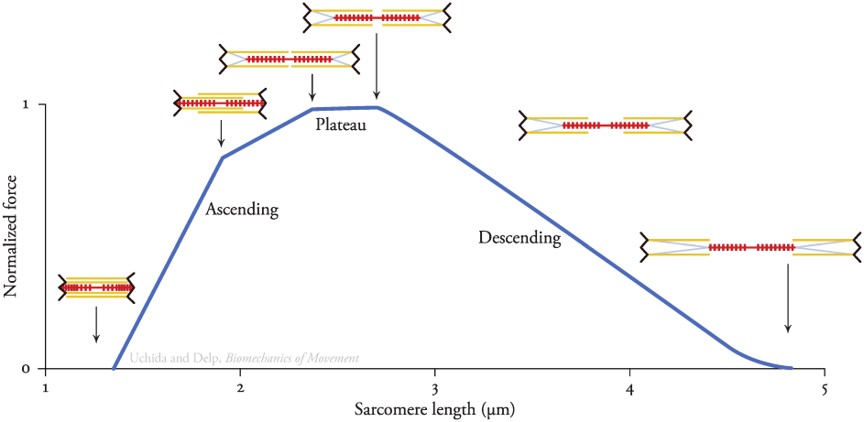 근육의 힘-길이의 관계