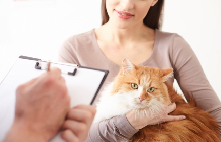 진단을 받는 고양이.