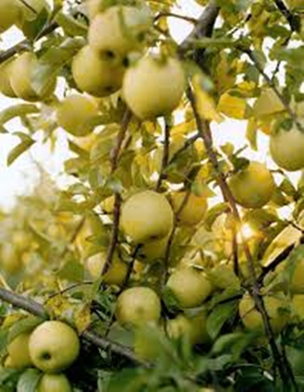 보리수 열매 먹는법