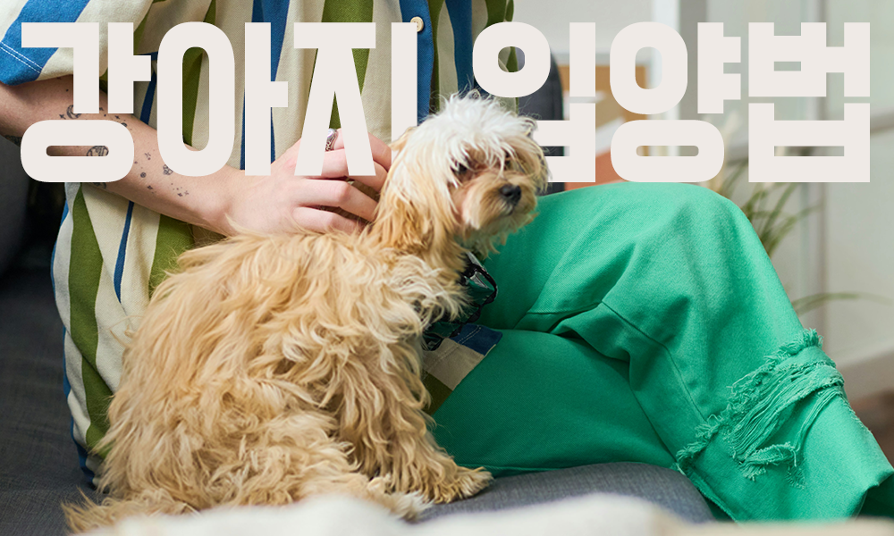 강아지-입양