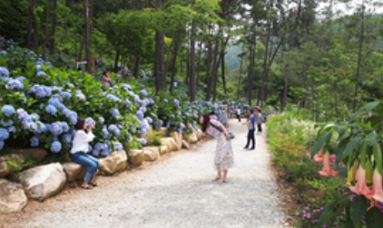 전남 해남 포레스트수목원 수국축제 입장료 주차 가는길