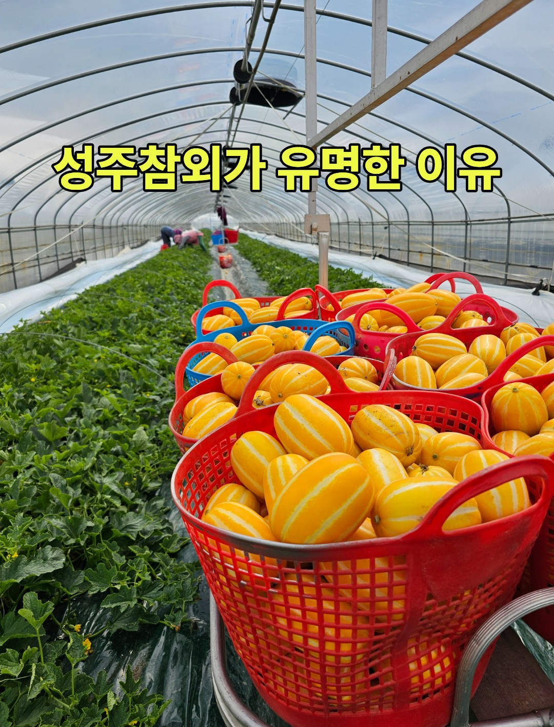 성주 참외 수확 현장을 보여주는 비닐하우스 이미지