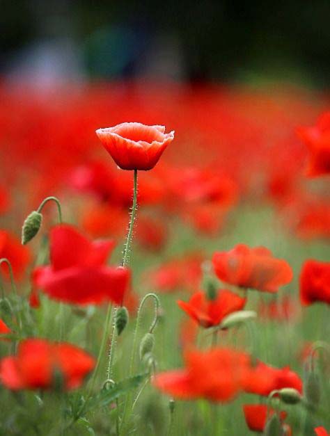 제18회 원주용수골꽃양기비축제