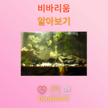 비바리움 꽃말 및 탐구