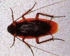 미국바퀴벌레/출처:세스코 공식홈페이지