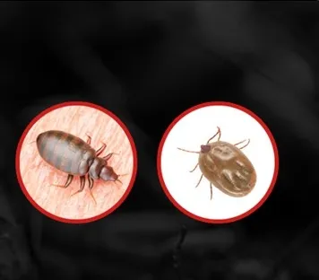 빈대 퇴치제 패스트세븐가드