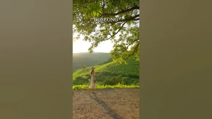 보성 가볼만한곳 베스트10 현지인 추천 필수코스_6