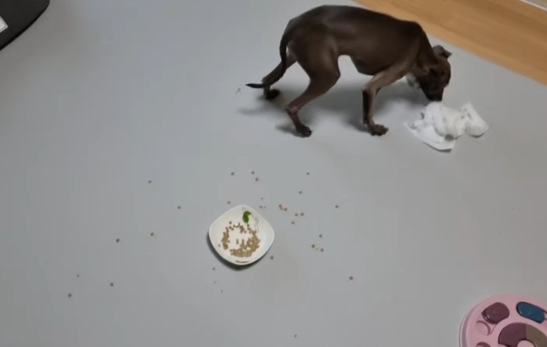 분리불안시절 코코