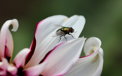 초파리의 빠른 번식 주기