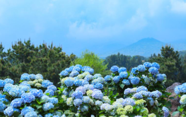 제주 휴애리 수국축제