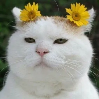 &amp;quot;고양이