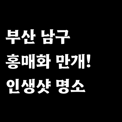 부산 남구 3월 꽃구경 명소 홍매화와..
