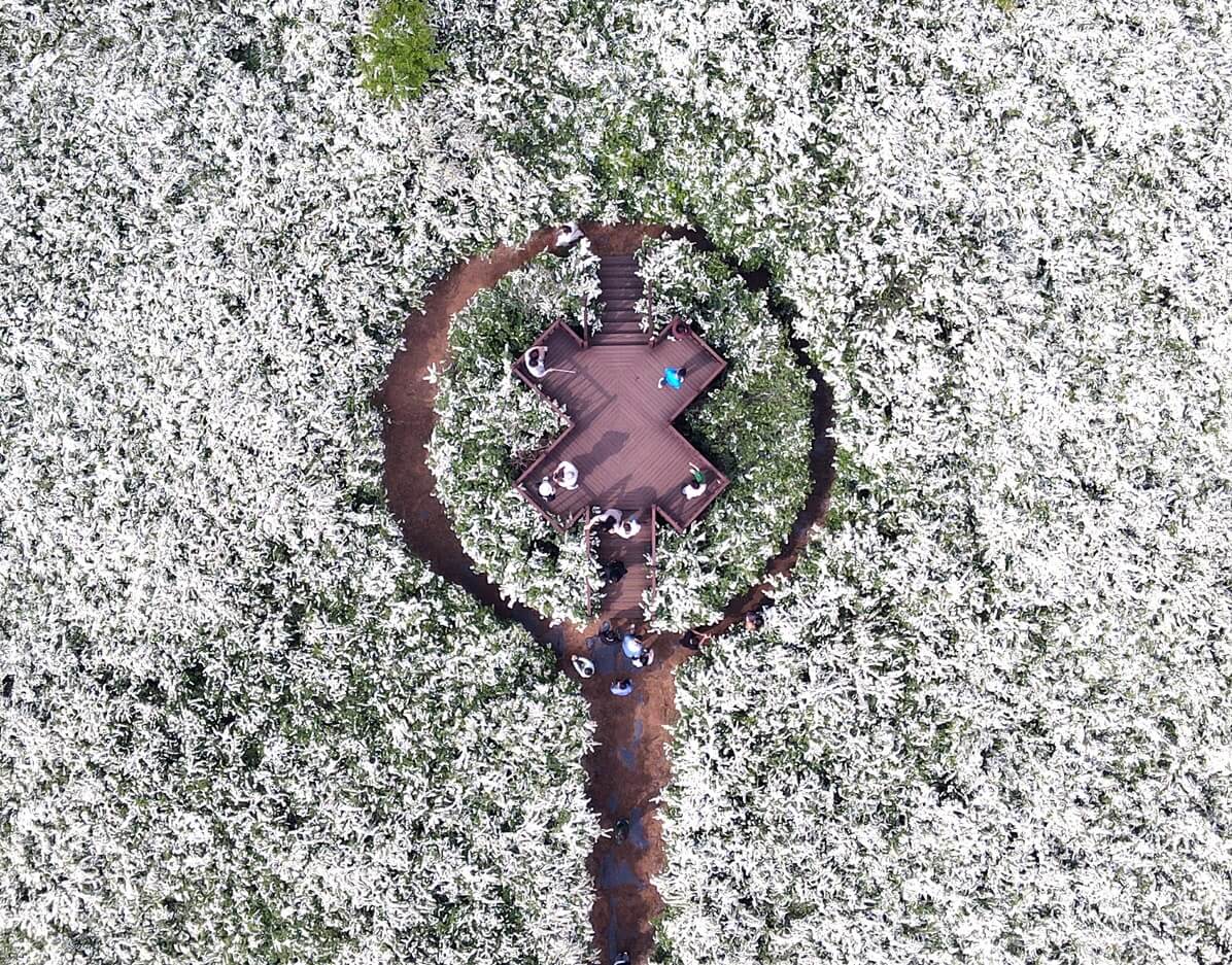 전주수목원 공조팝정원 개화시기와 꿀팁