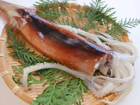 오징어의 효능