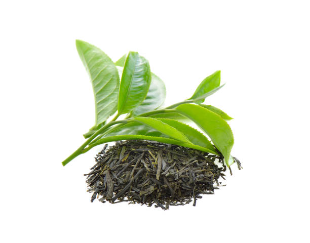 녹차추출물 효능