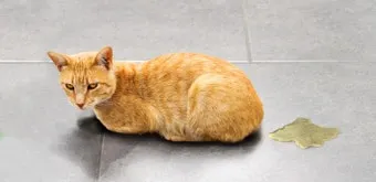 고양이 소변 색깔, 소변에 피, 소변실수_31