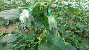 애호박 재배 꽃 관리 수분 받기 토양 배수 개선_5