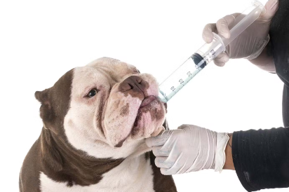 물을 스포이트로 주는 개.