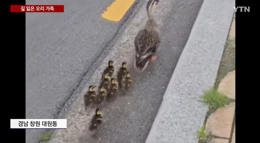 차도에서 길 잃은 오리 가족...위험한 여행 결말은?