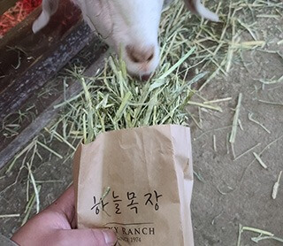 대관령 하늘목장 체험 정보