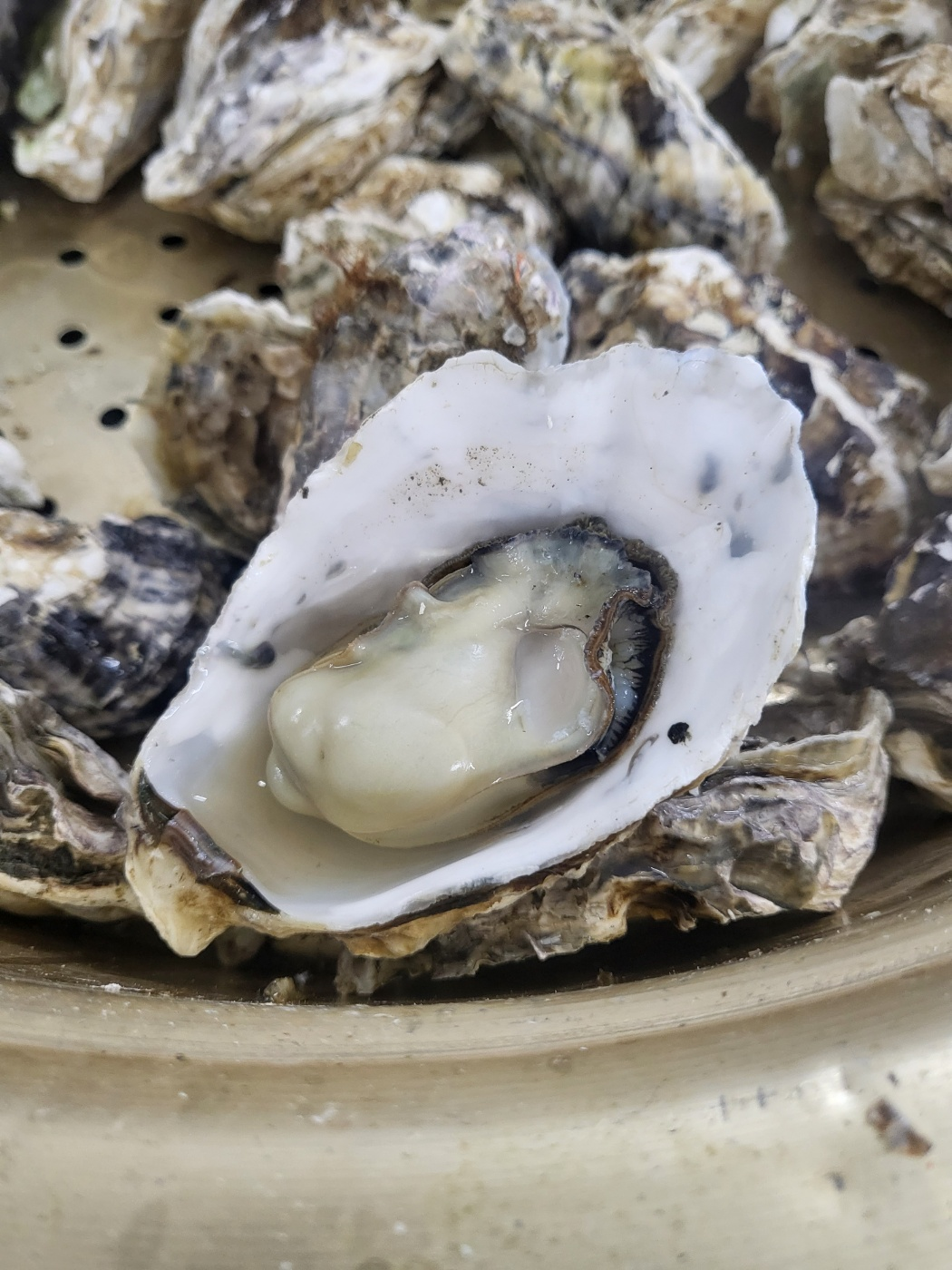 천북 굴맛집(굴찜) 추천(천북 굴마당&amp;#44; 굴단지)&amp;#44;해변굴수산